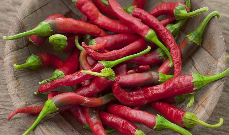 Fresh Chillies Exporter NS Global Trade Exports