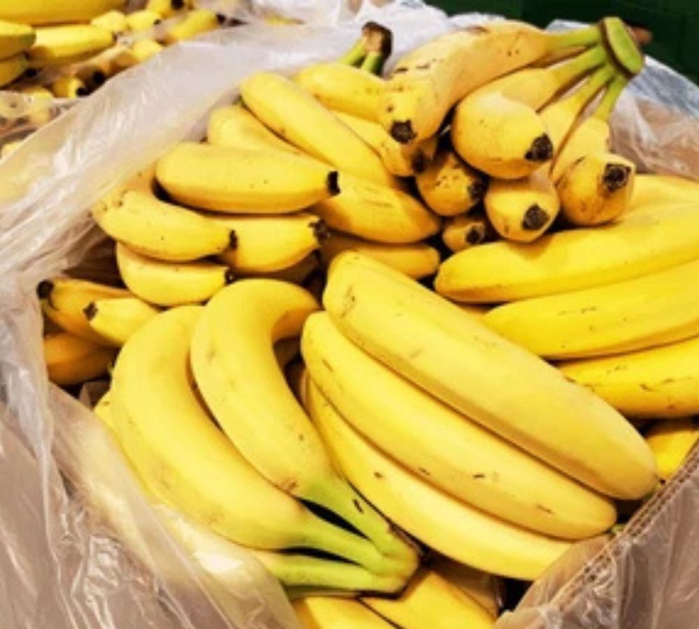 Fresh Banana Exporter
