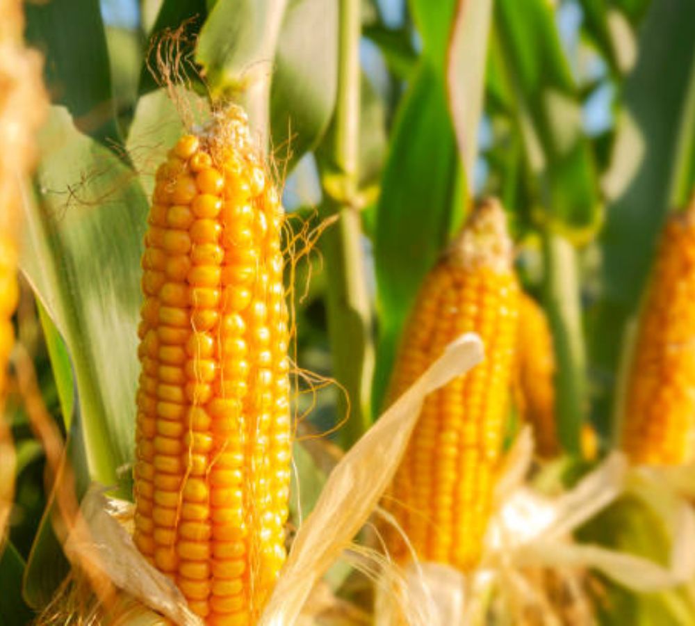 Fresh Maize Exporter