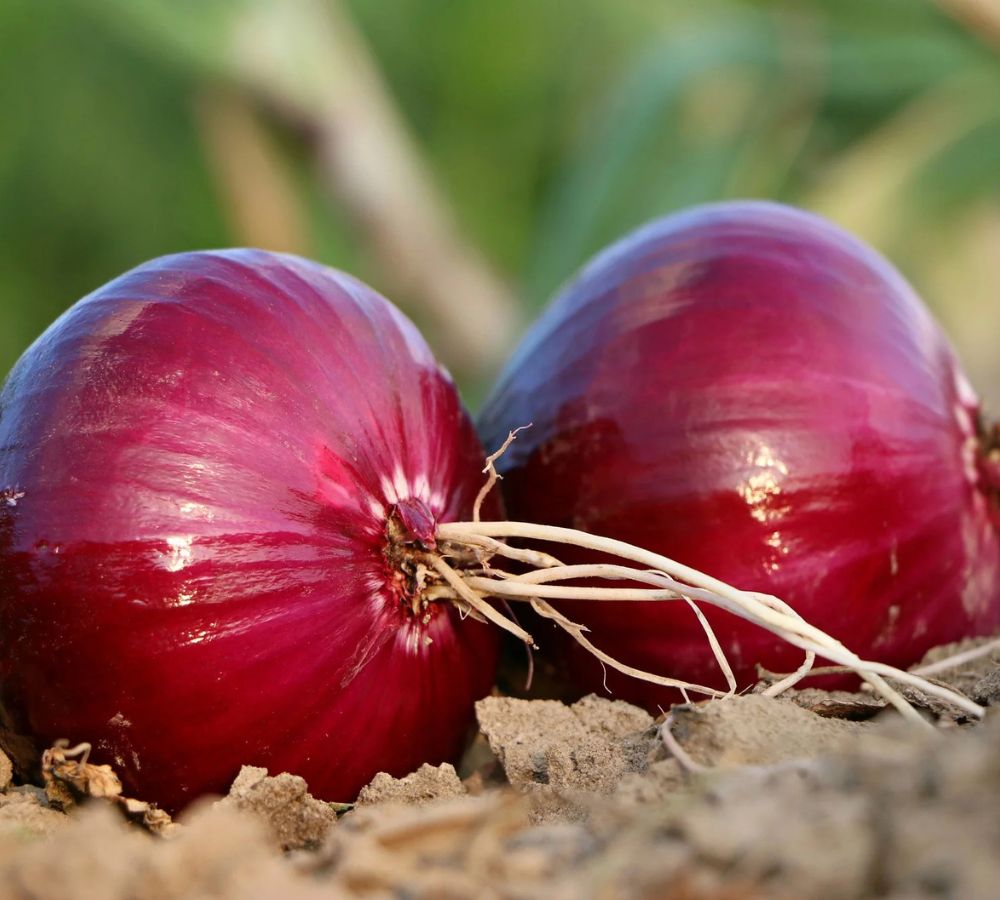 Export Quality Onion