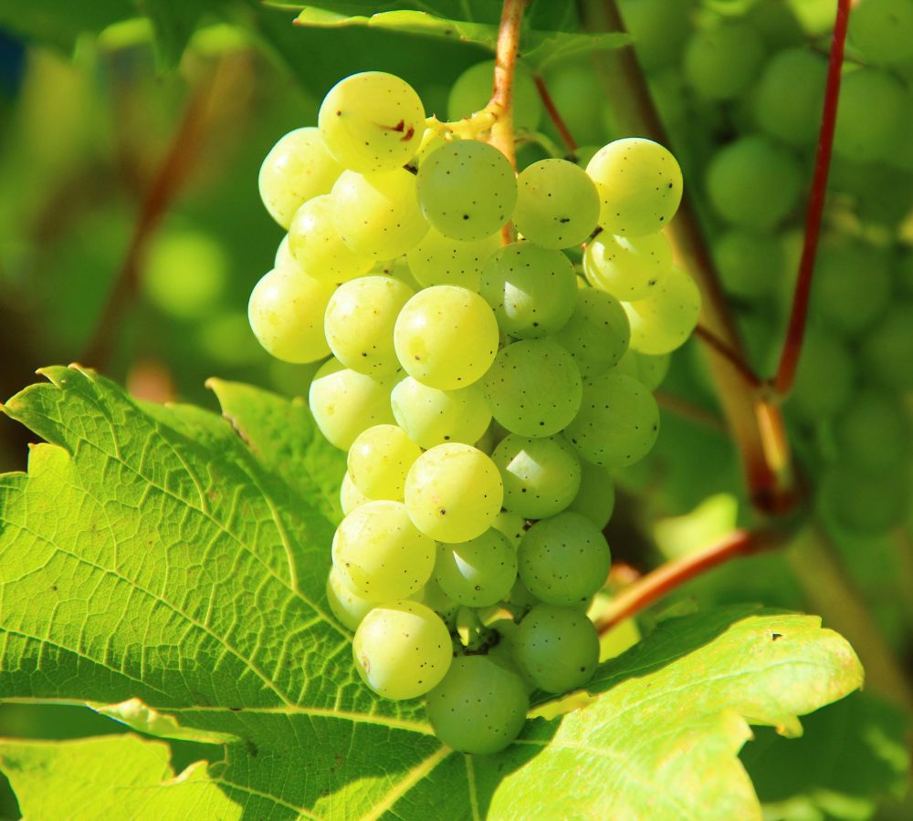 Fresh Grapes Exporter