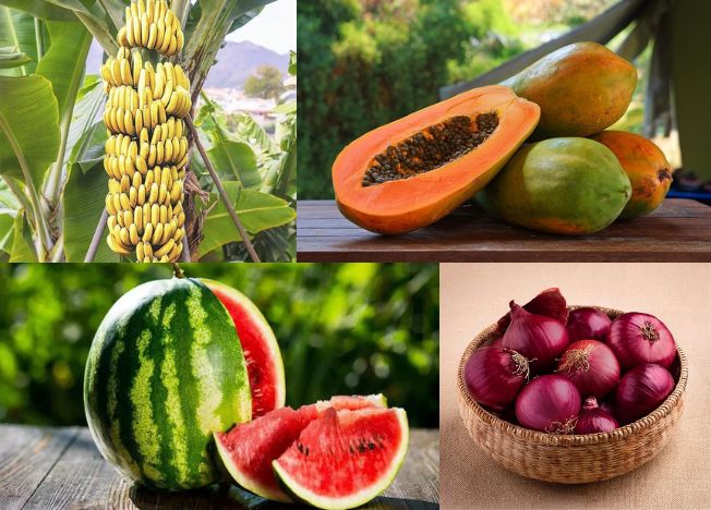 NS Global Trade Exports Fresh Fruits and Vegetables